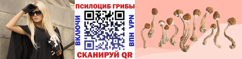 закладка  Саров  Псилоцибиновые грибы мицелий 